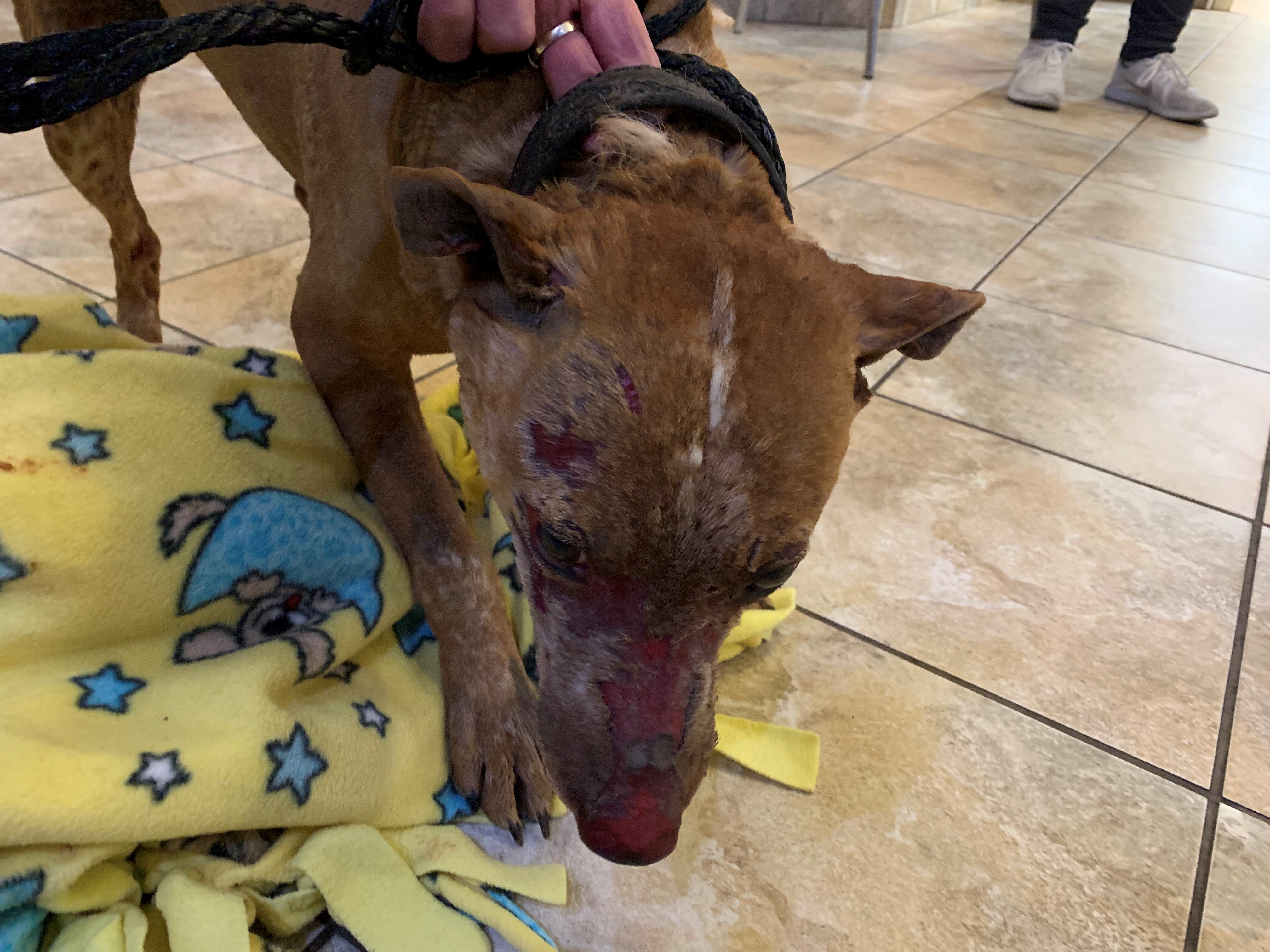 A man who police say lit Dixie, a 4-year-old Red Heeler, on fire a year ago, resulting in the dog's death, was sentenced Wednesday to prison. 