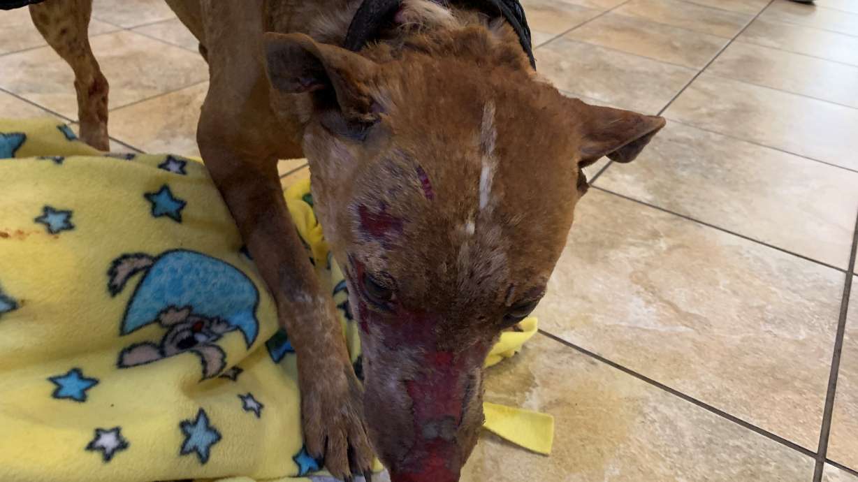 A man who police say lit Dixie, a 4-year-old Red Heeler, on fire a year ago, resulting in the dog's death, was sentenced Wednesday to prison.