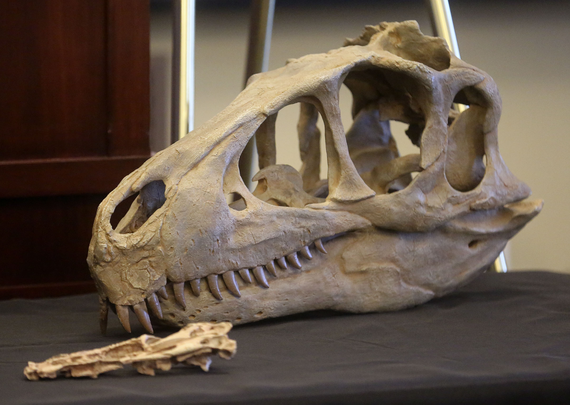 A Utahraptor skull reconstruction is displayed during a press conference at the Capitol in Salt Lake City on Friday, Feb. 14, 2020, to discuss HB322, which would create Utahraptor State Park in the Dalton Wells area near Moab.