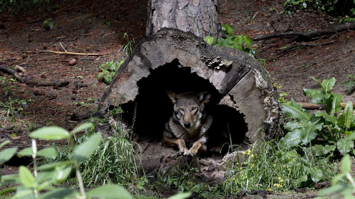 Government offers plan to release more endangered red wolves