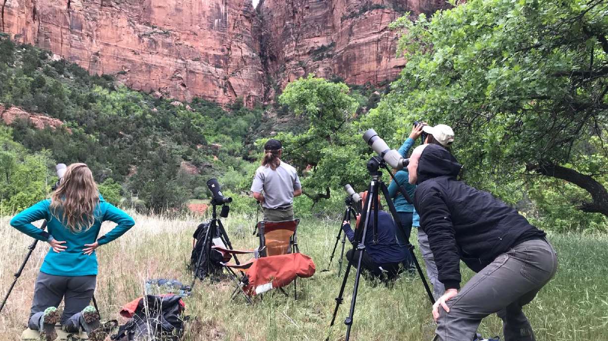NPS credit_Zion Climbing Coalition Volunteers helping locate falcon nests