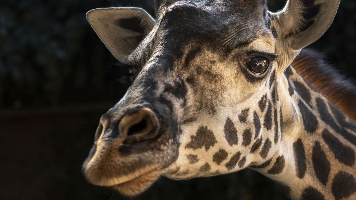 Giraffe dies at L.A. Zoo after delivery of stillborn calf