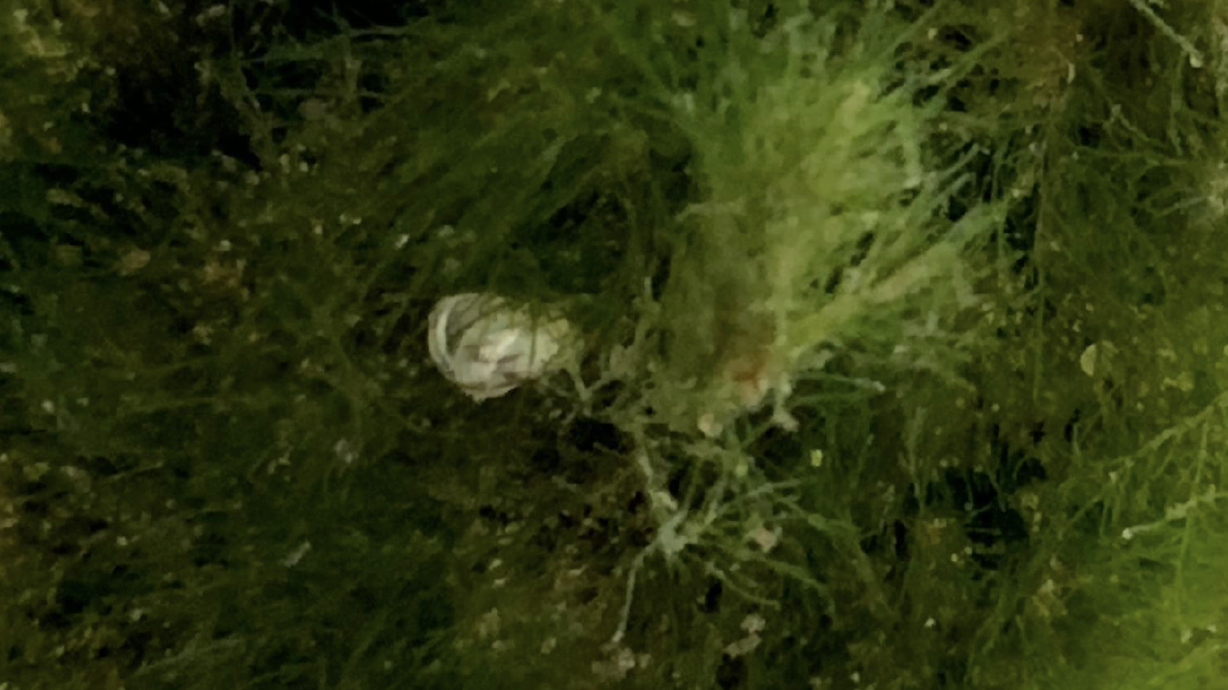 Utah officials call for customers to destroy aquarium moss balls after zebra mussel discovery