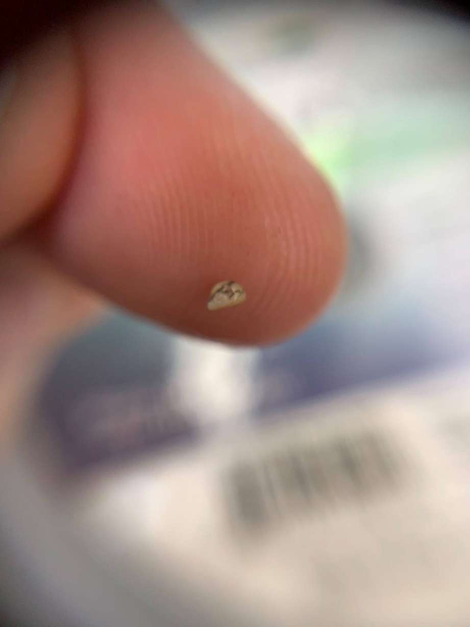 An image of a tiny zebra mussel pulled from a Betta Buddy Marimo Ball provided by the Utah Division of Wildlife Resources on Thursday, March 4, 2021.