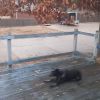 Have You Seen This? Dog meets icy deck with athletic flair