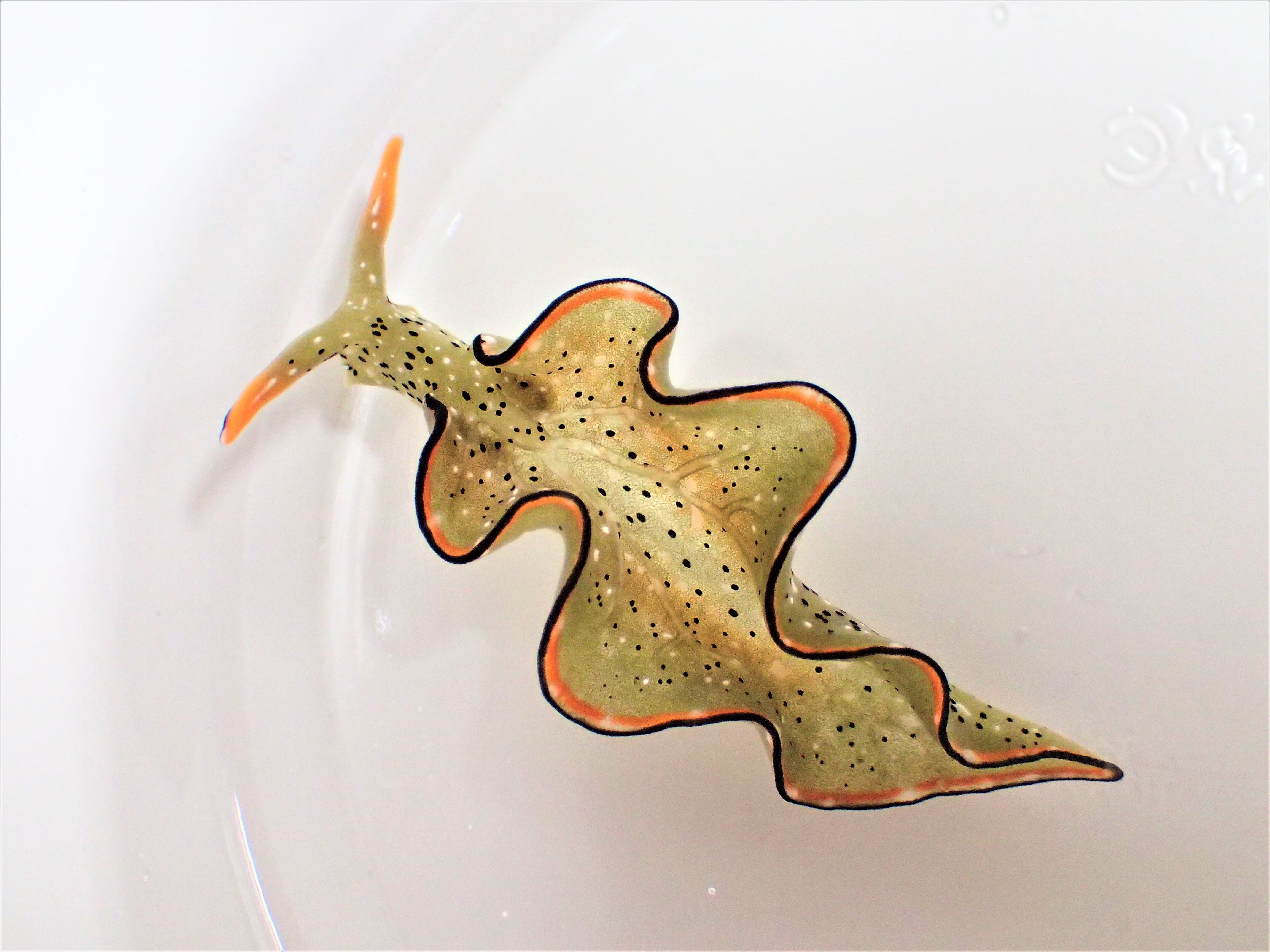 This undated photo provided by Sayaka Mitoh shows a Elysia cf. marginata sea slug before autotomy.