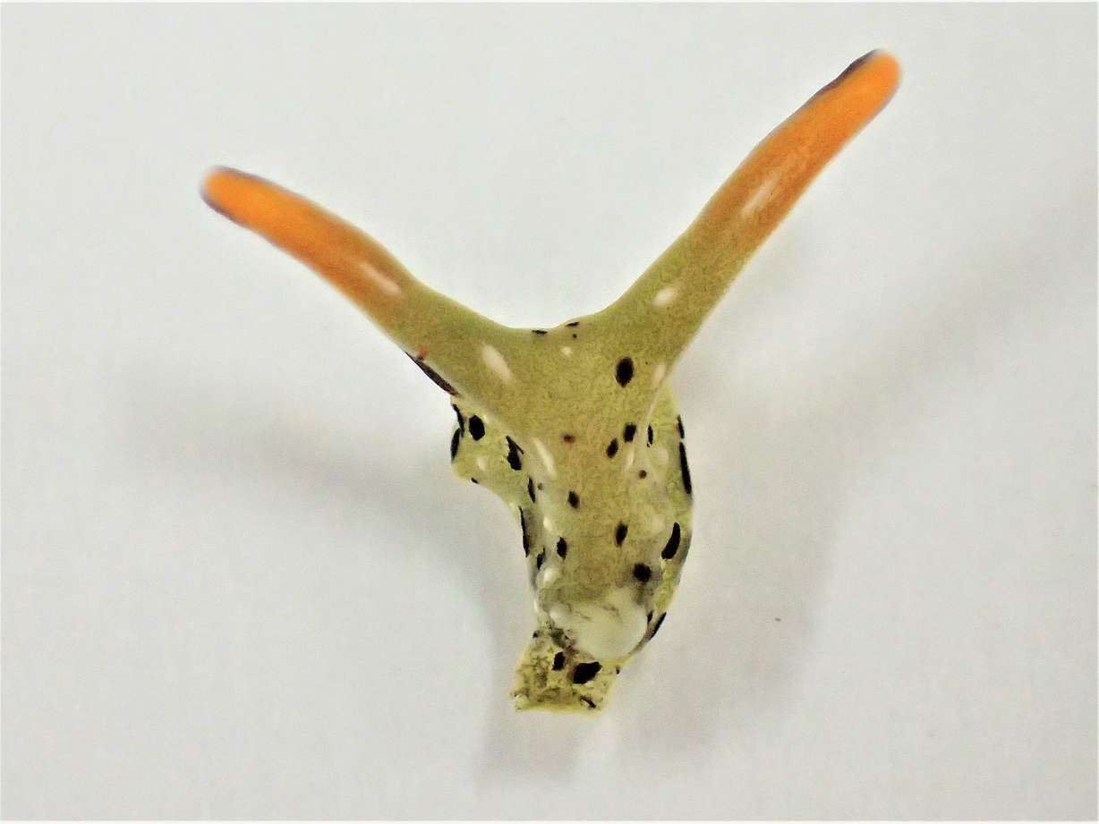 This undated photo provided by Sayaka Mitoh shows the head of a Elysia cf. marginata sea slug.