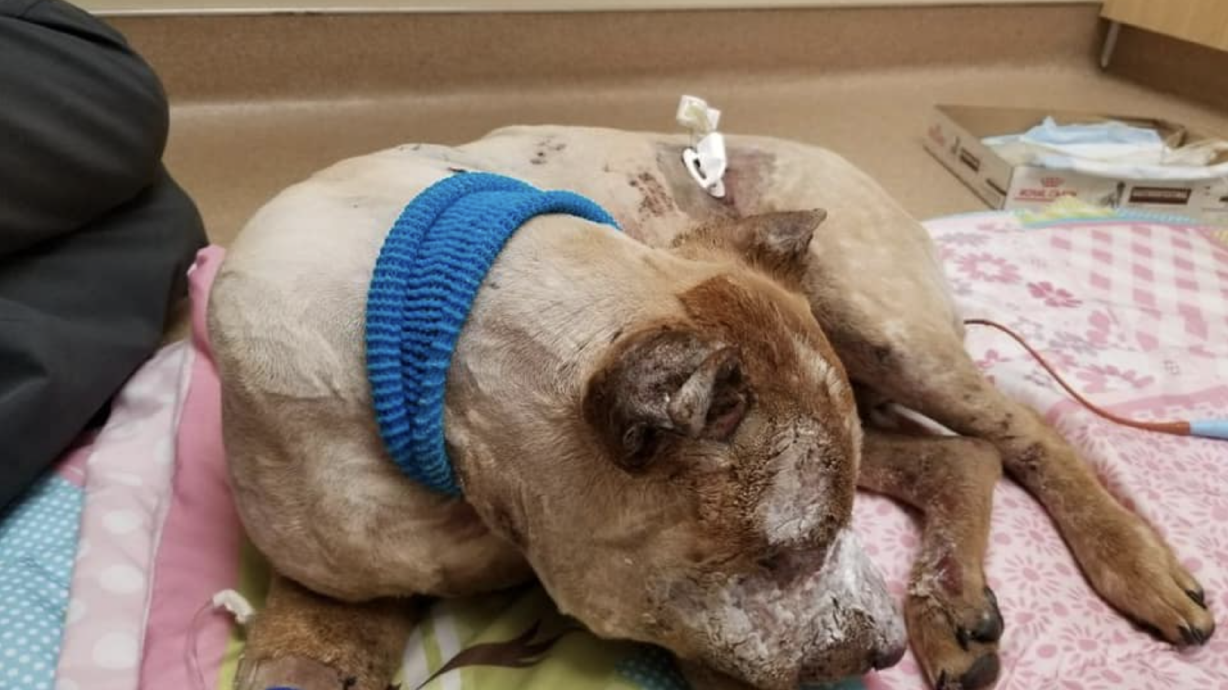 One week after Dixie, a 4-year-old Red Heeler was kidnapped and set on fire, according to police, causing second- and third-degree burns to most of her body, the family stated on social media Monday, March 8, 2021, they are saying goodbye.