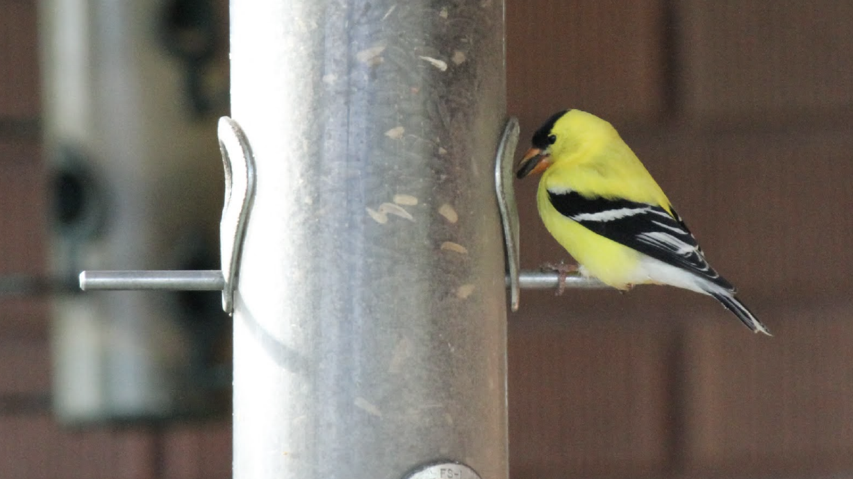 Have a bird feeder or bird bath? Here's why Utah biologists want you to clean it