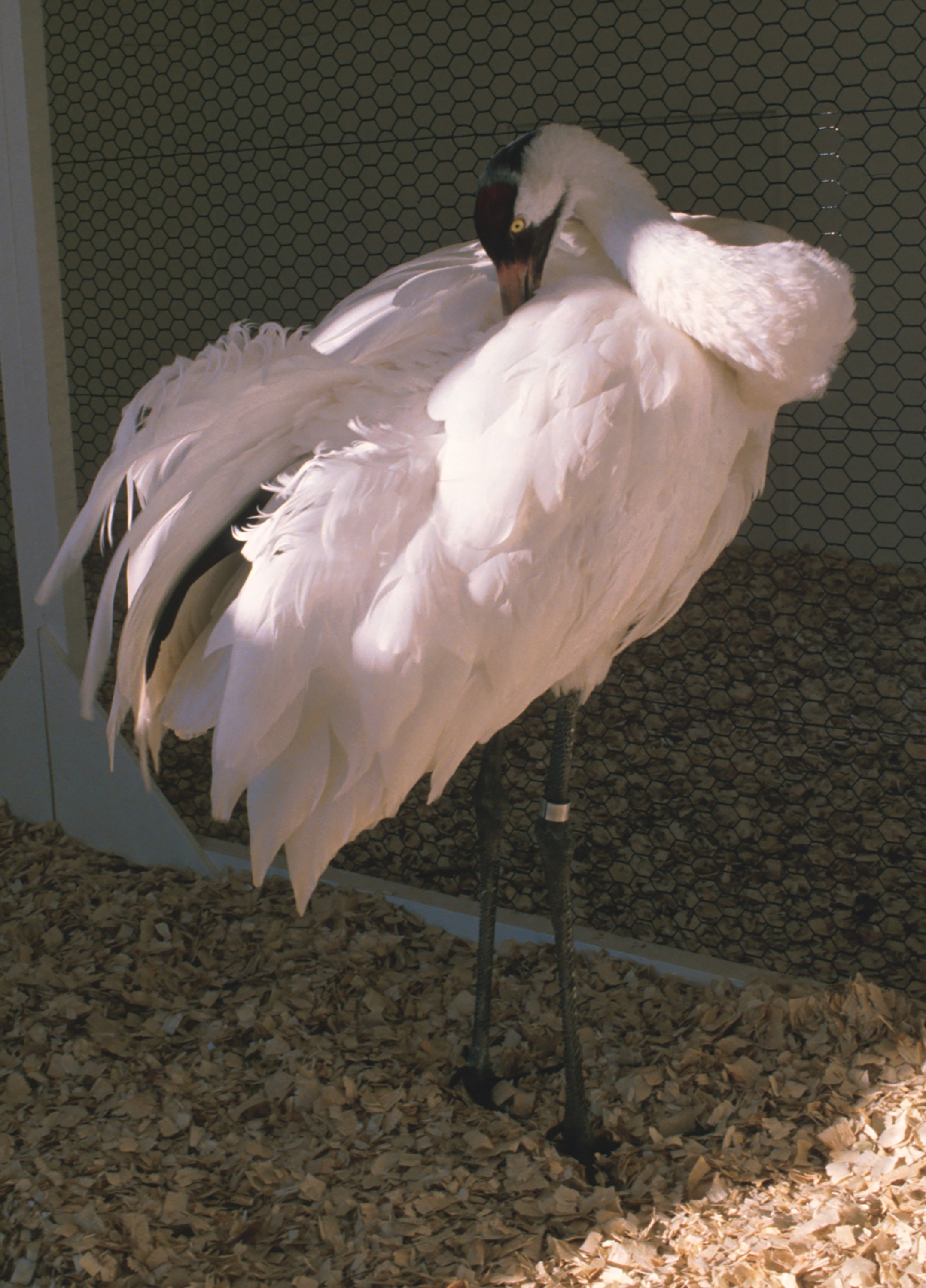 First whooping crane hatched at foundation in Wisconsin dies