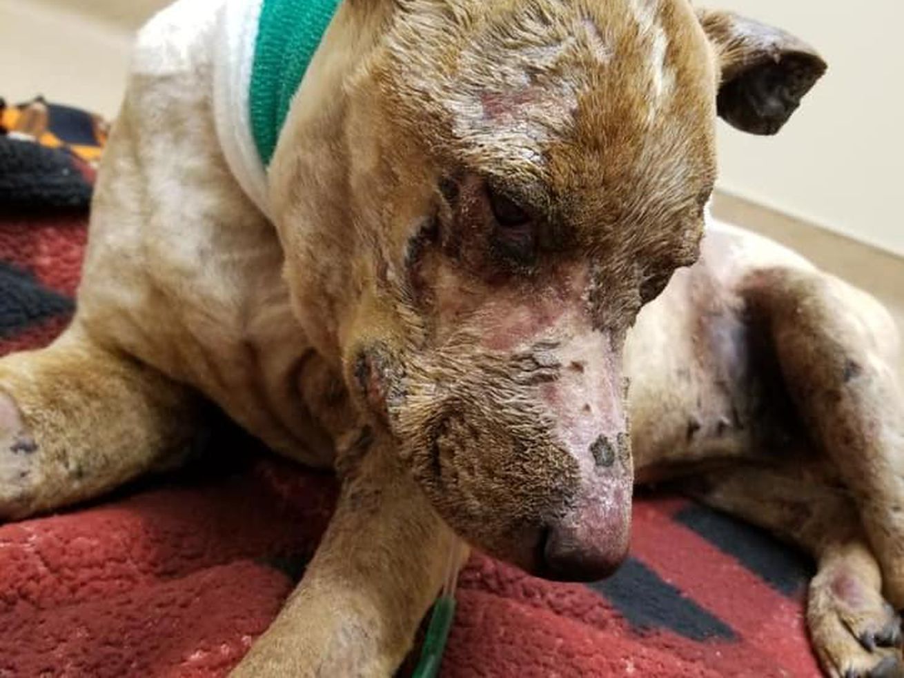 One week after Dixie, a 4-year-old Red Heeler was
kidnapped and set on fire, according to police, causing second- and
third-degree burns to most of her body, she was euthanized due to
the severity of her injuries on Monday, March 8, 2021.