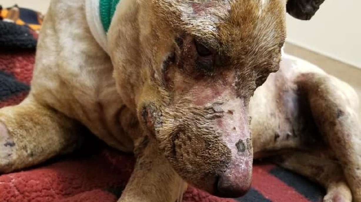 One week after Dixie, a 4-year-old Red Heeler was
kidnapped and set on fire, according to police, causing second- and
third-degree burns to most of her body, she was euthanized due to
the severity of her injuries on Monday, March 8, 2021.