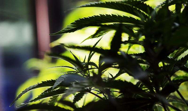 An industrial hemp plant is displayed at the Utah Department of Agriculture and Food in Salt Lake City on Friday, July 19, 2019.