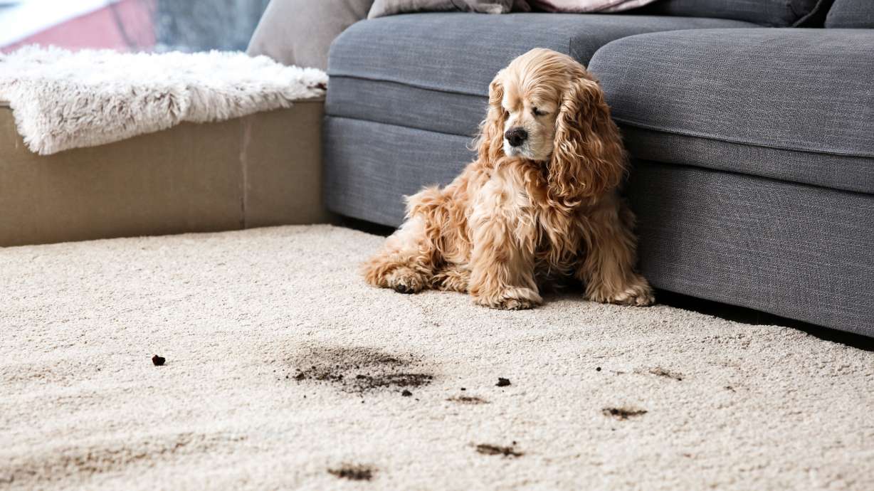 6 signs it's absolutely time to replace your carpet