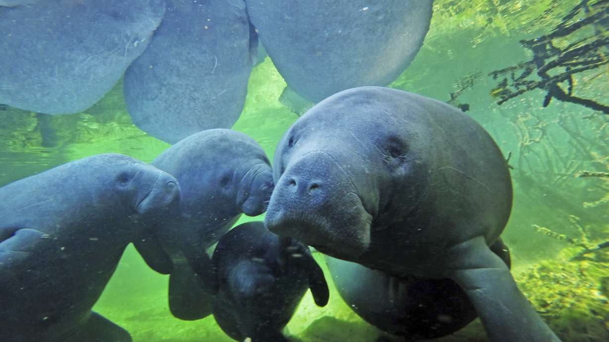 Florida on pace for record number of manatee deaths in 2021