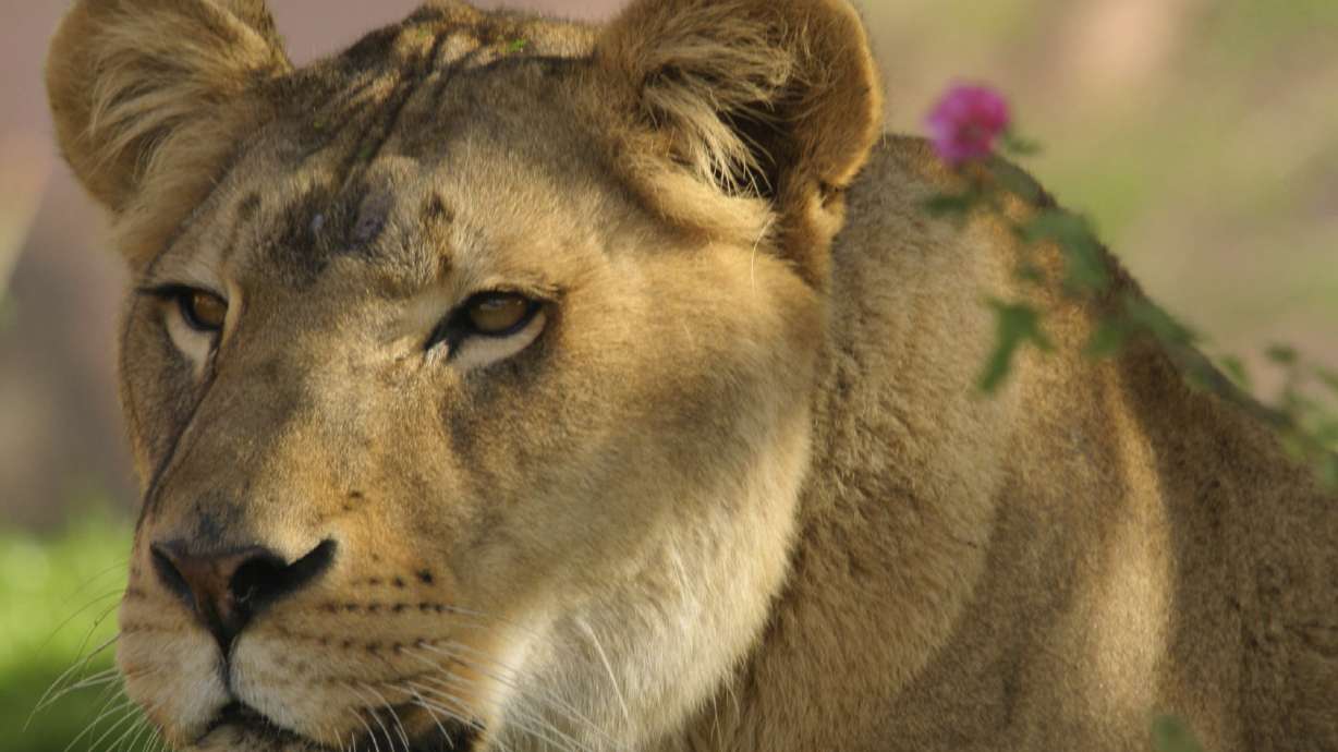 Phoenix Zoo euthanizes 22-year-old lion due to spine issues
