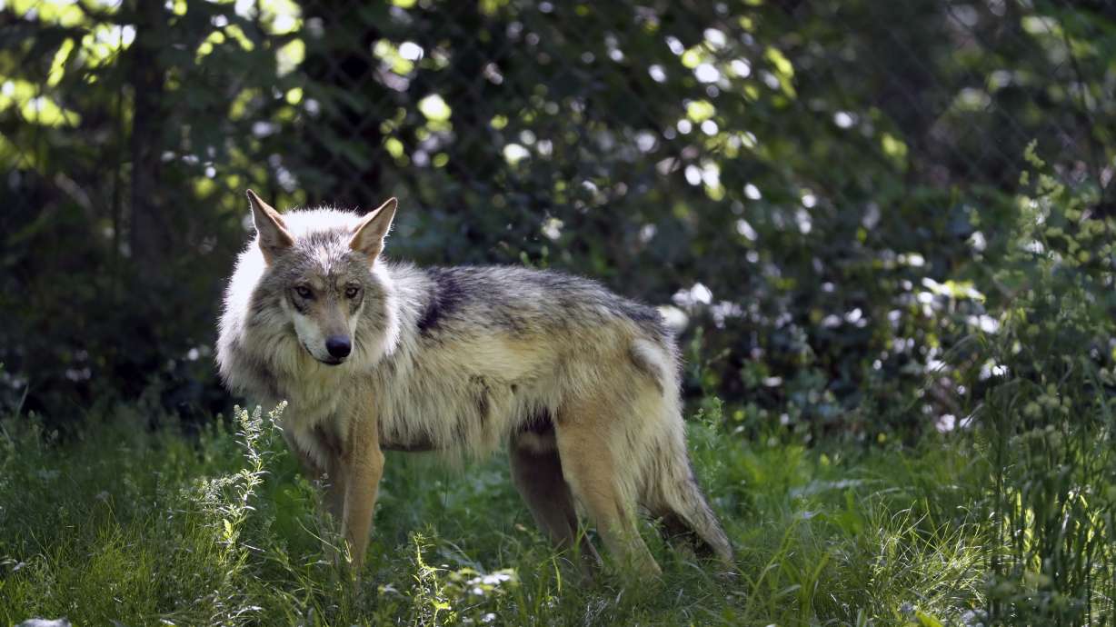 Wild population of endangered Mexican wolves keeps growing