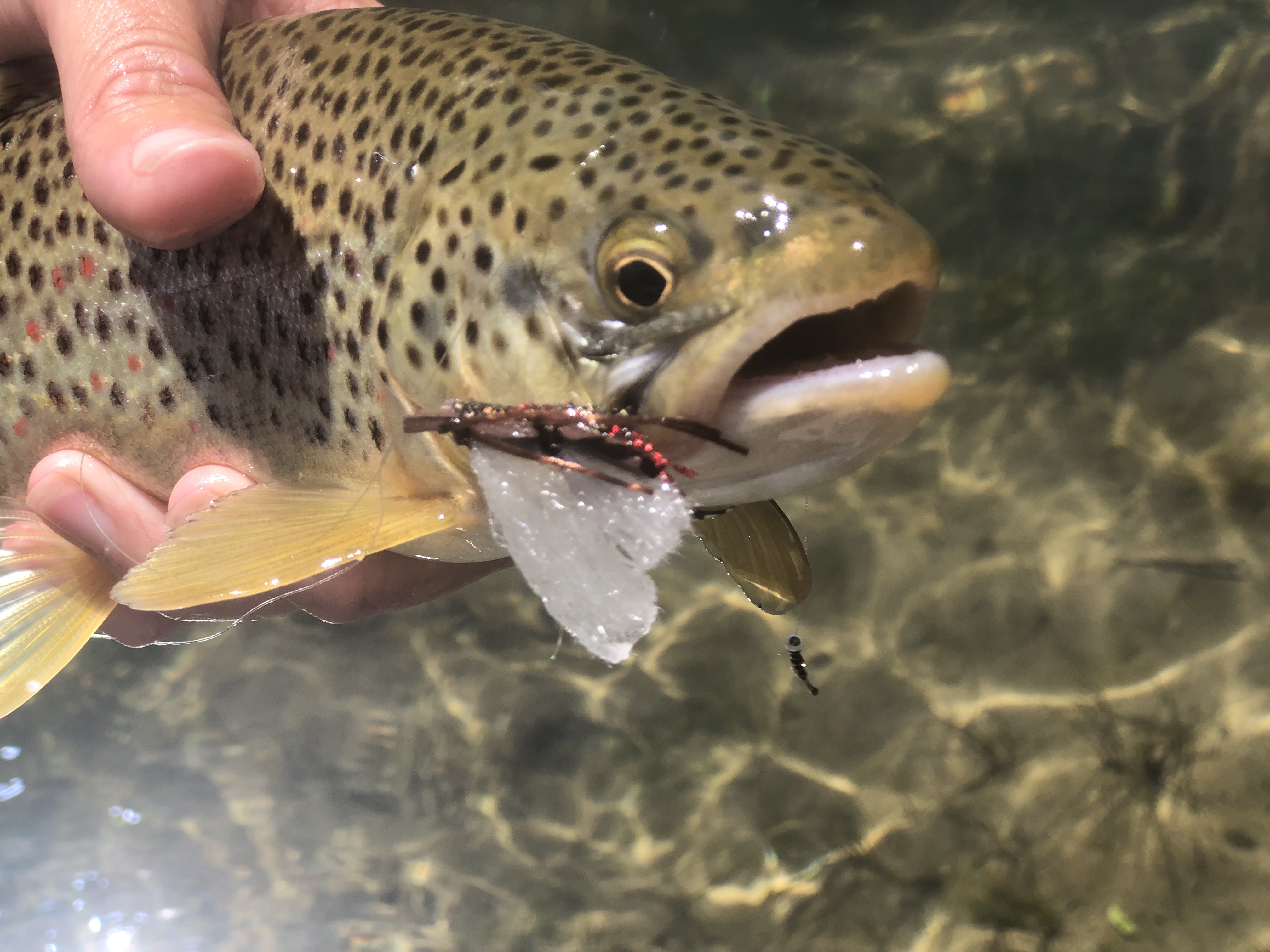Whirling disease found in fish in northeast Utah creek. Here's how anglers can help slow its spread