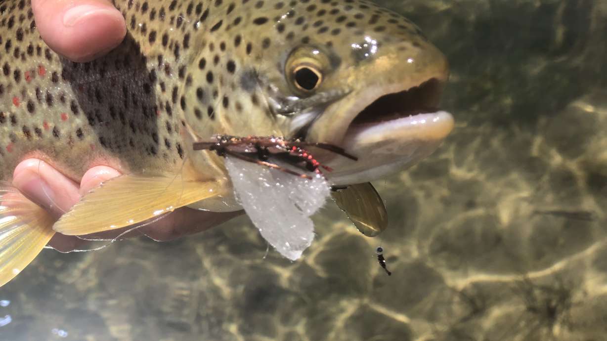 Whirling disease found in fish in northeast Utah creek. Here's how anglers can help slow its spread