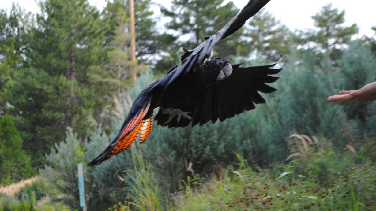 Missing cockatoo located near Tracy Aviary