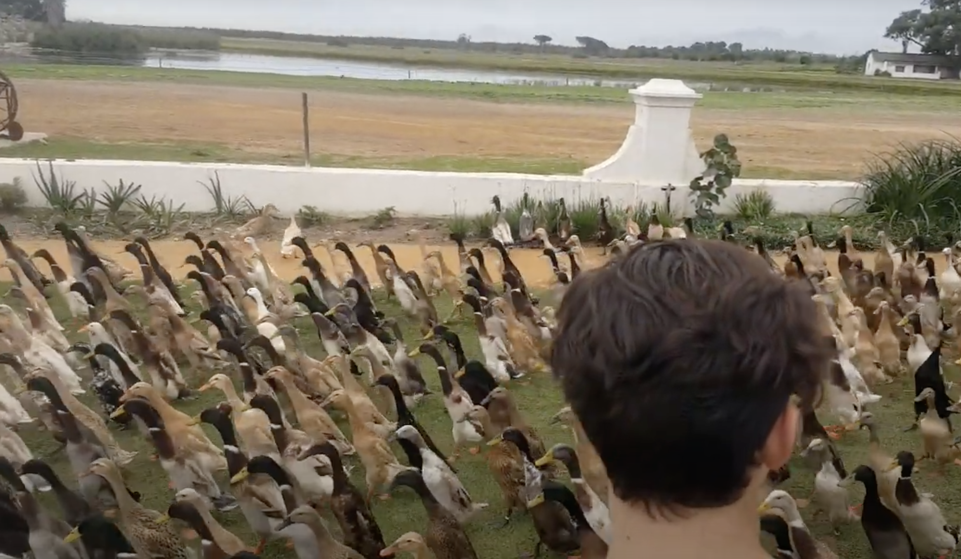 Have You Seen This? That's a lot of ducks, like a lot of ducks