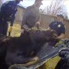 Loose moose: 1K pound moose relocated after weekend stroll through Centerville neighborhood