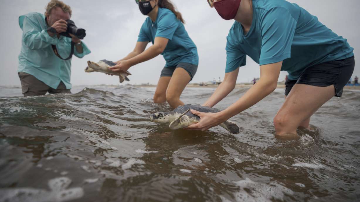 Mini parade of rescued young sea turtles released into Gulf