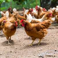 Utah egg production going cage-free by 2025 under new law