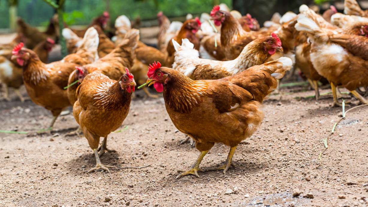 Utah egg production going cage-free by 2025 under new law