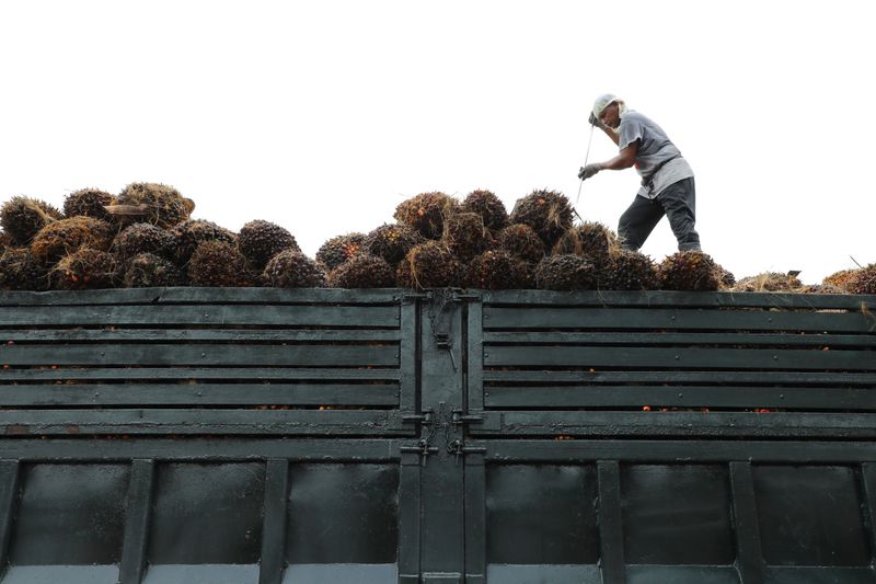 FILE PHOTO: A worker arranges palm oil fruit bunches on a truck at a factory in Tanjung Karang, Malaysia August 14, 2020. REUTERS/Lim Huey Teng