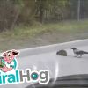 Have You Seen This? The crow that helped a hedgehog cross the street