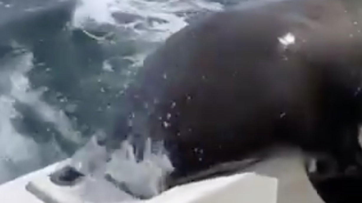 Have You Seen This? Uninvited guest crashes the bird-feeding party