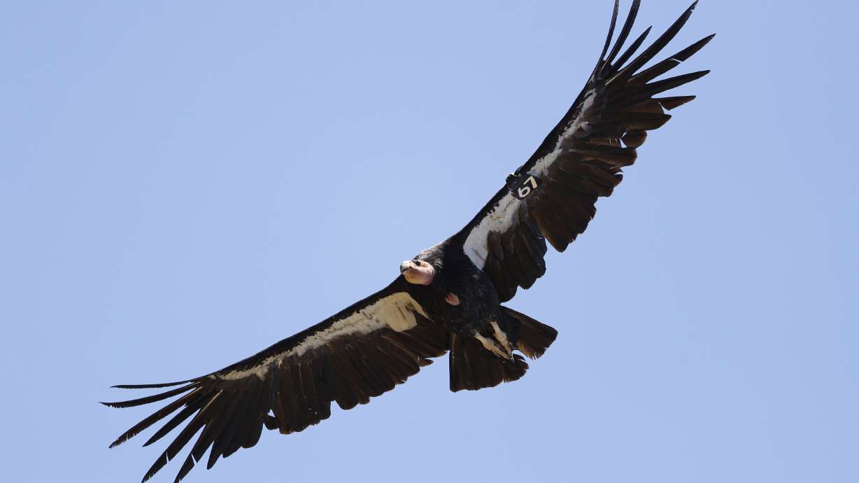 After 100 years, California condor could return to northwest