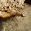 Zion National Park issues danger advisory over harmful algal bloom