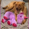 A stray dog kept stealing a stuffed unicorn from a Dollar General, so animal control bought it for him