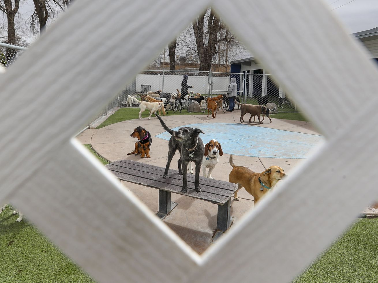 Dogs enjoy the outdoor exercise area at Central Park
Pet Retreat in Salt Lake City on Monday, March 29, 2021. Jackie
Hansen, owner of the pet day care and boarding business, struggled
to stay open early in the pandemic. As people are traveling more
and going back to work, Hansen is seeing her business pick up, and
she expects those numbers will continue to grow. According to the
American Pet Products Association, more than 11 million U.S.
households got a new pet during the pandemic.