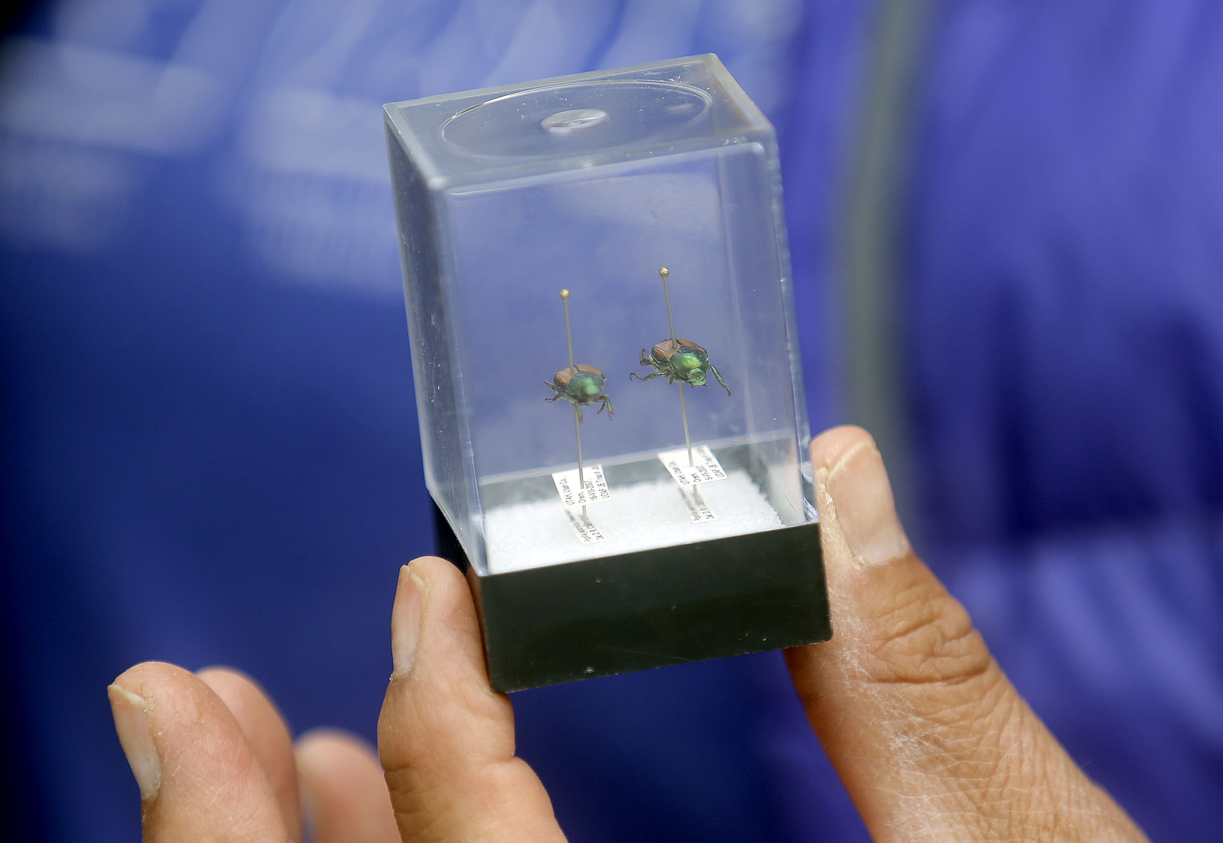 Sharon Gilbert, a technician with the Utah Department of Agriculture, shows Japanese beetles, which she is setting traps for, in Herriman on Thursday, May 14, 2020.