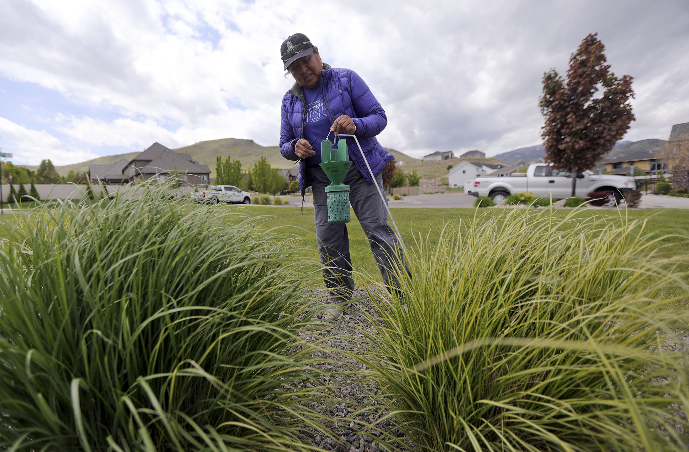 Sharon Gilbert, a technician with the Utah Department of Agriculture, sets a trap for Japanese beetles in Herriman on Thursday, May 14, 2020.