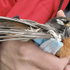 COVID-19 PPE litter is killing wildlife