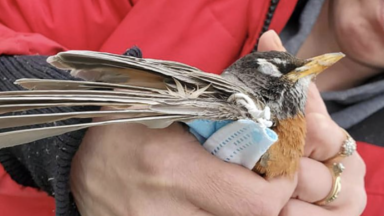 An American robin entangled in a face mask found in British Columbia by Sandra Denisuk