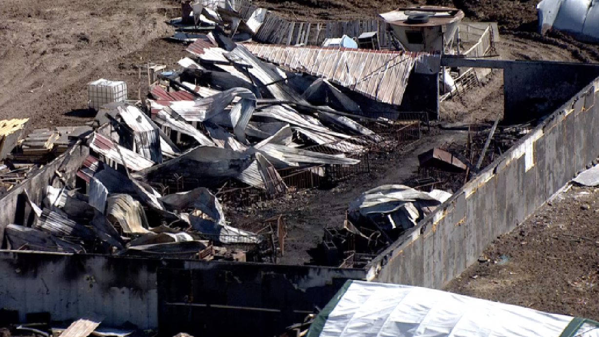 Idaho Falls family reeling after devastating barn fire kills 200 prized show pigs, 6 lambs