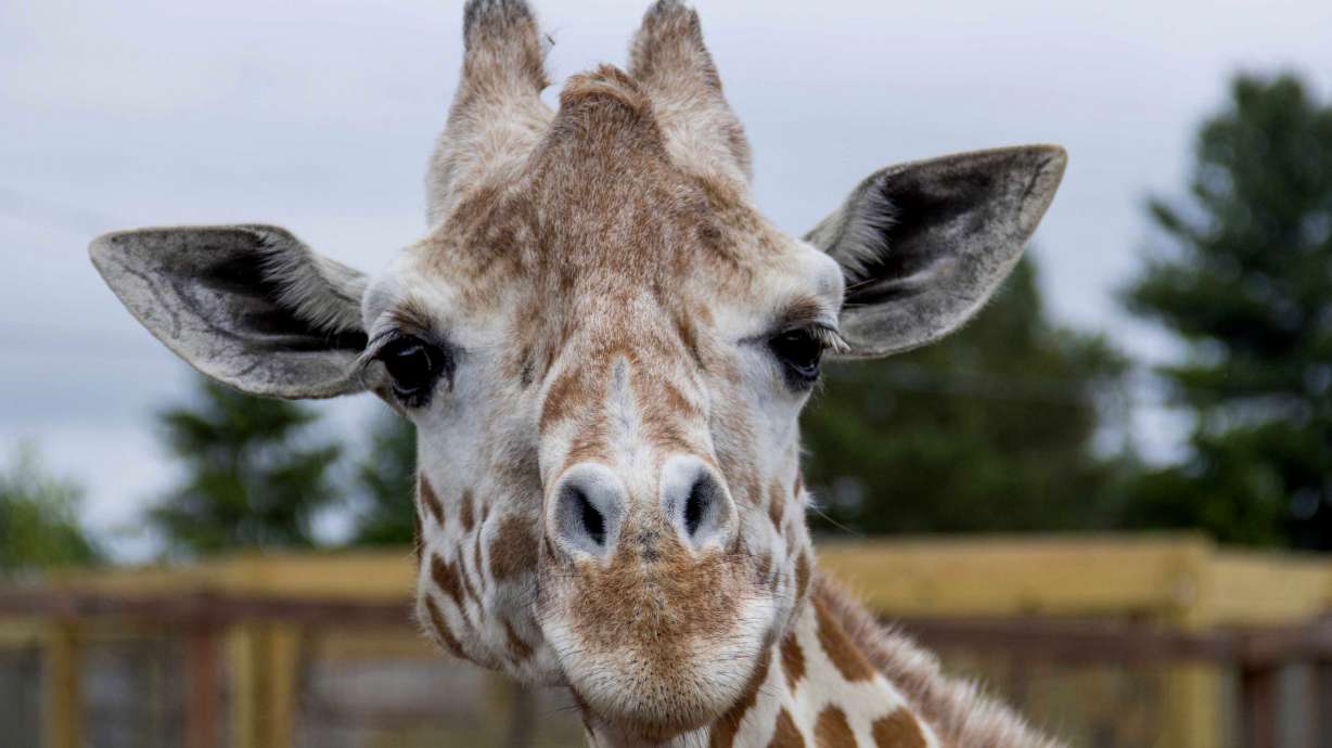 April, the giraffe that became an online star, dies