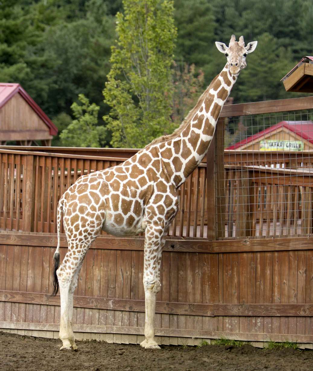 This undated photo, provided by Animal Adventure Park on Thursday, Aug. 23, 2018, shows a giraffe named April at Animal Adventure Park in Harpursville, N.Y. Park officials said 20-year-old April was euthanized "due to her worsening arthritis."