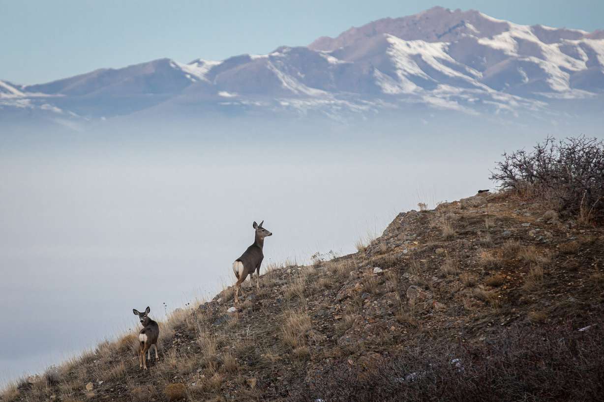A pair of deer at Hell Canyon in Salt Lake City on Jan. 26, 2020.