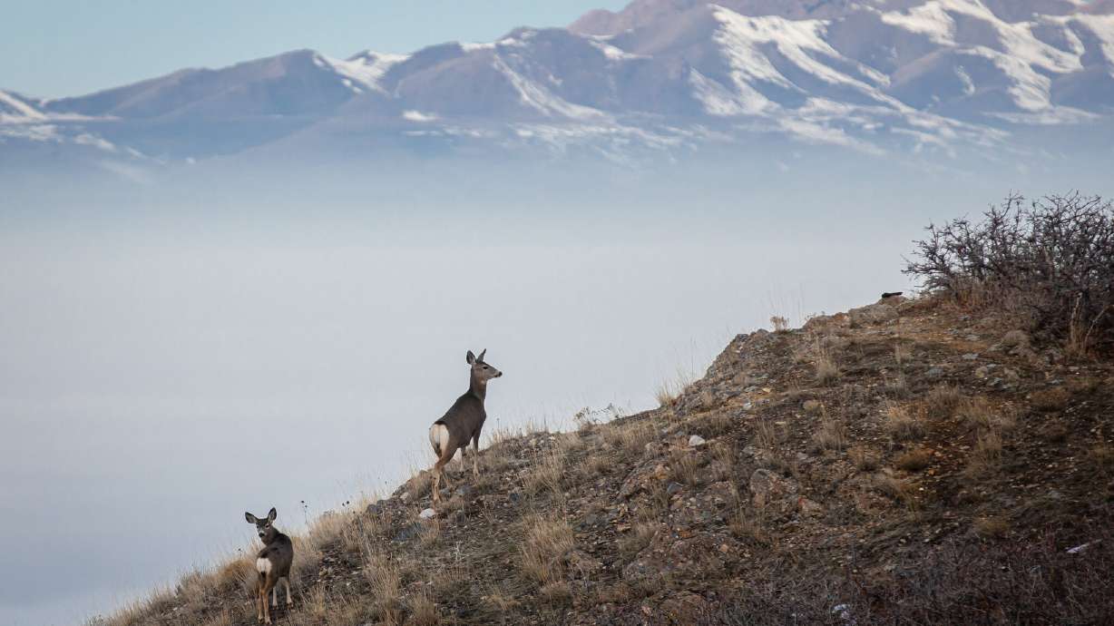 A pair of deer at Hell Canyon in Salt Lake City on Sunday, Jan. 26, 2020.