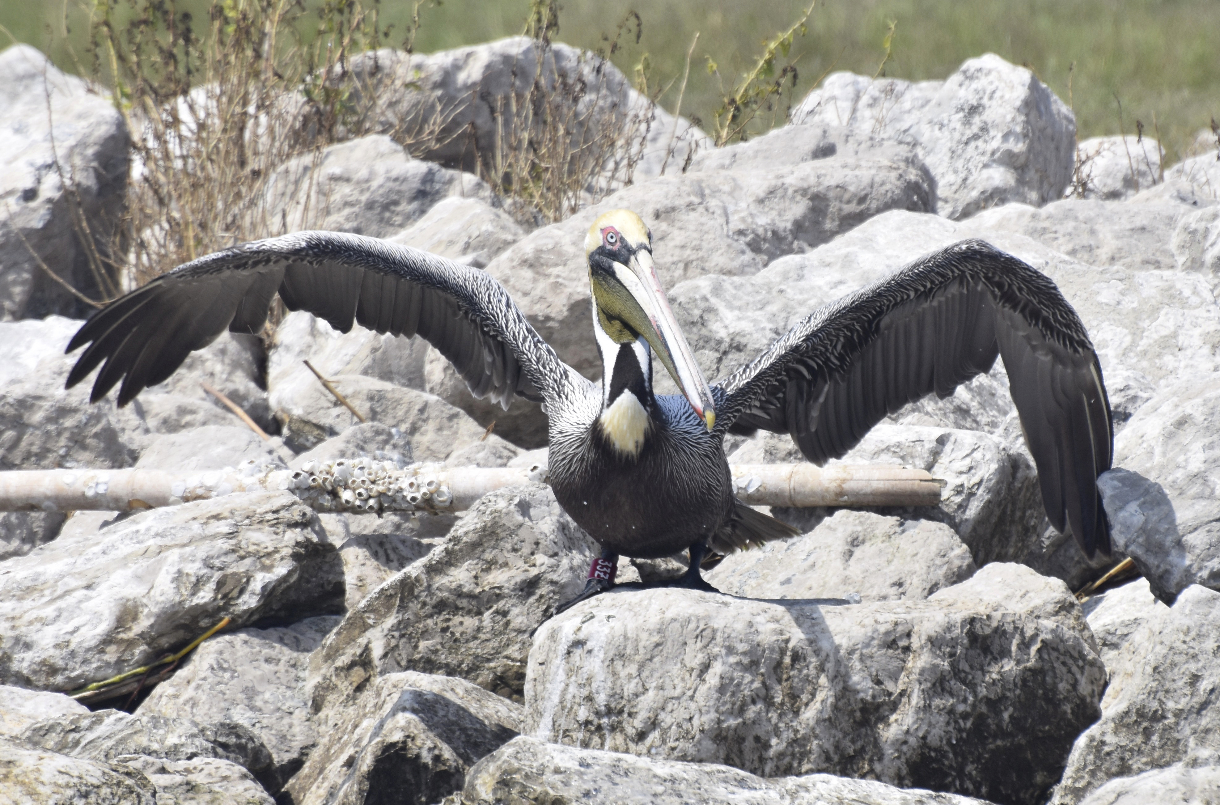 BP spill rescue pelican returns from Georgia to Louisiana