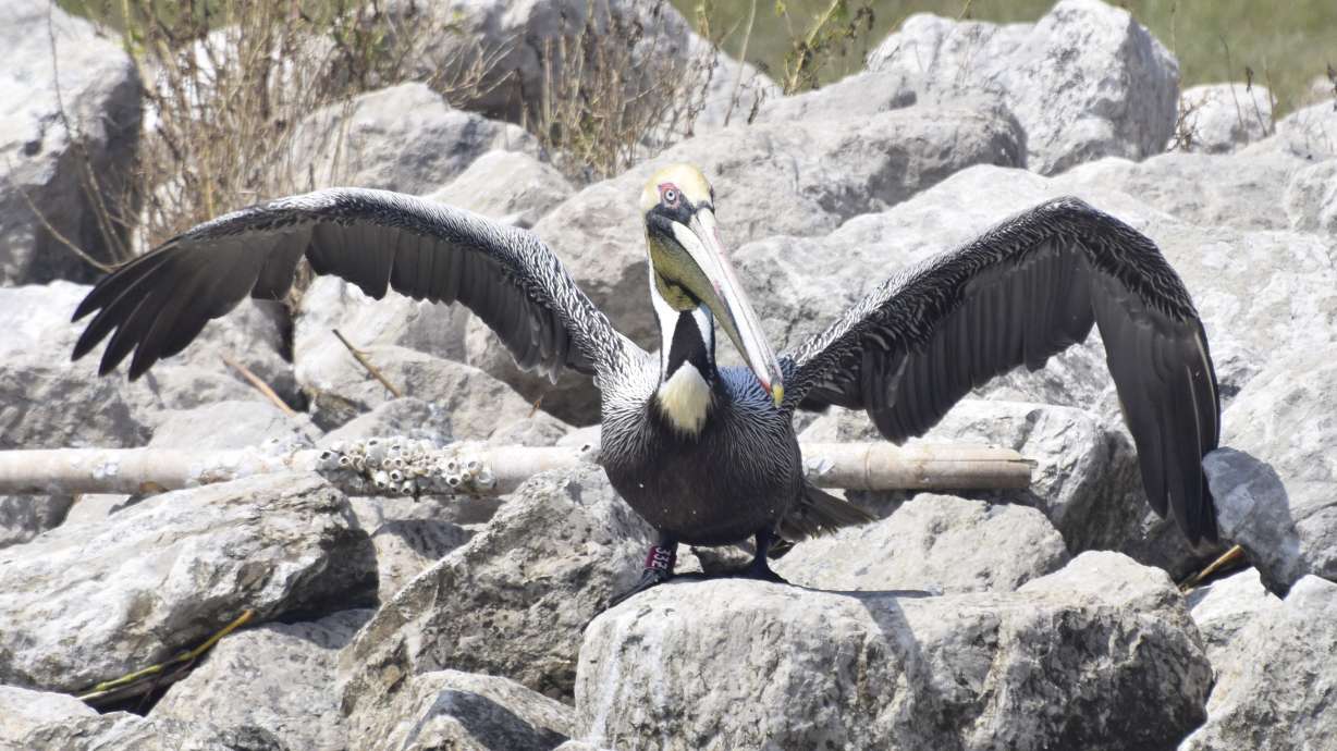 BP spill rescue pelican returns from Georgia to Louisiana