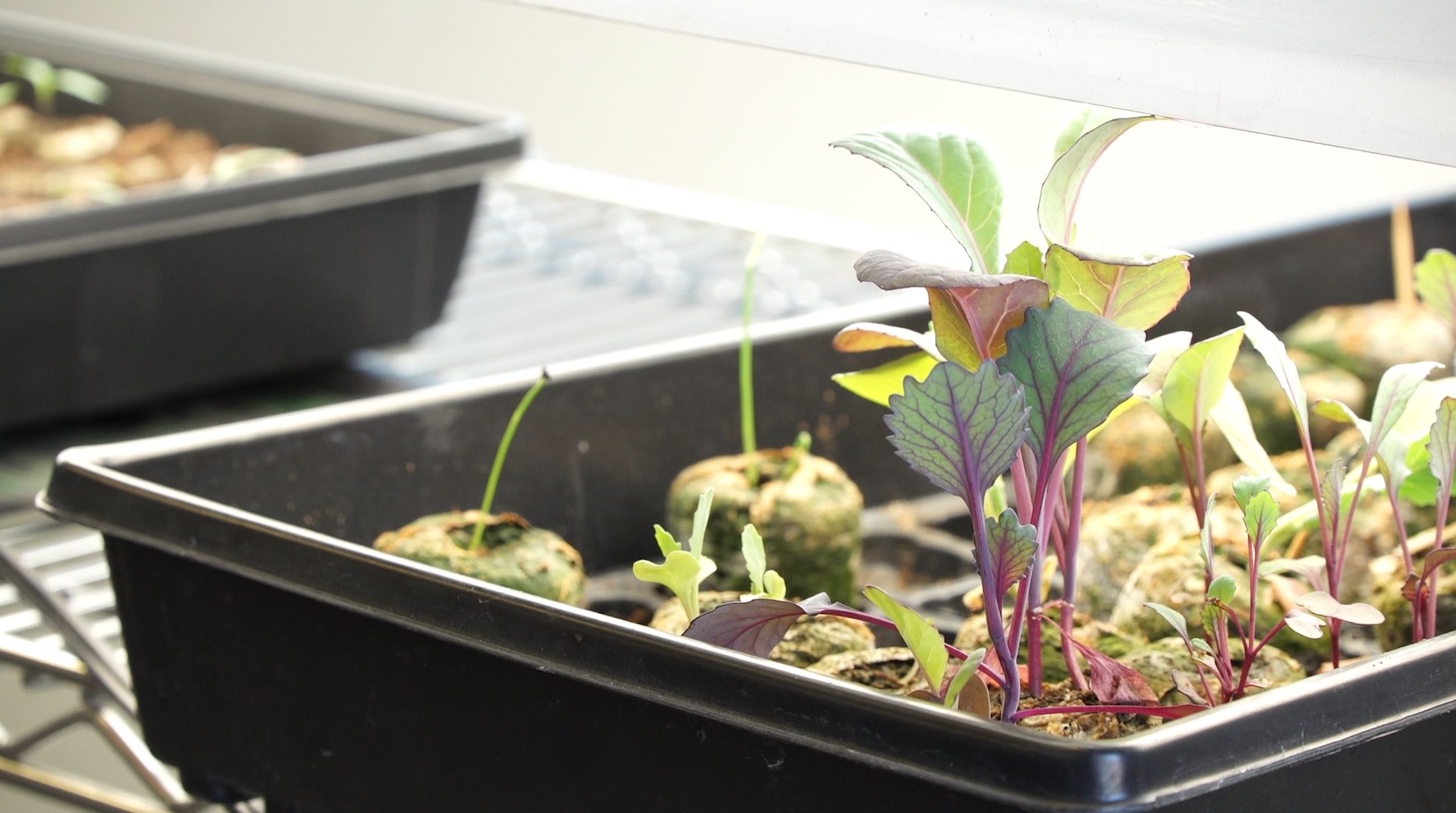 Jana Francis finds joy in starting her vegetable garden from seeds. She keeps her sprouts under grow lights in her garage until they are ready to be planted in her yard.