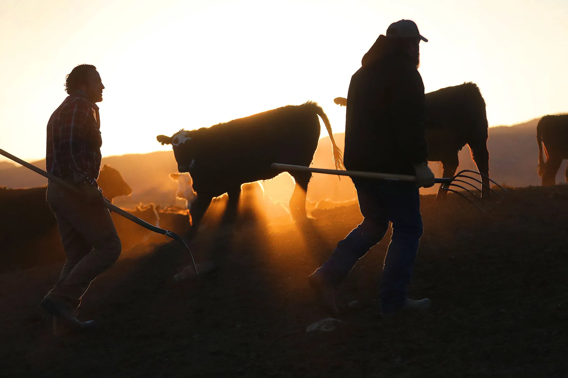 Brothers Sheb and Seth Davie look over cattle after feeding them at Tammy Pearson’s ranch in Minersville, Beaver County, on Thursday, April 1, 2021. Pearson is a Beaver County commissioner.