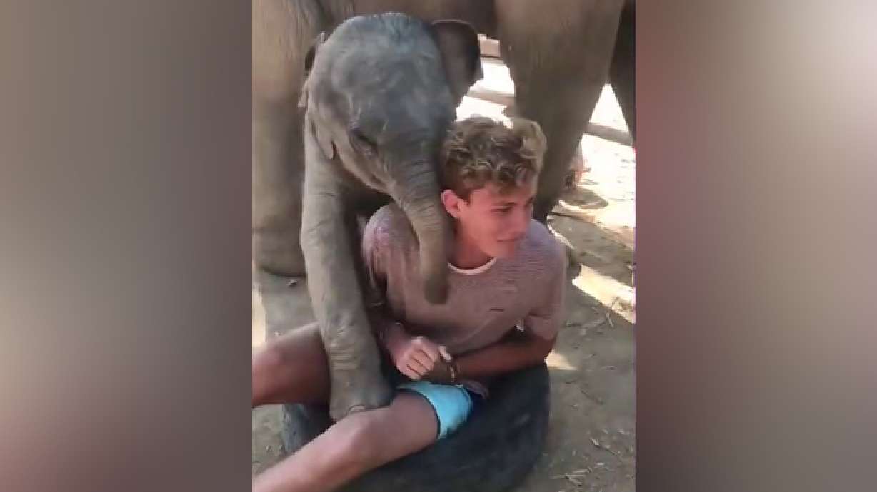 Have You Seen This? Elephant joyfully 'tramples' boy as parents laugh hysterically | KSL.com